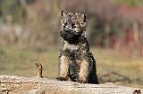 CAIRN TERRIER 345